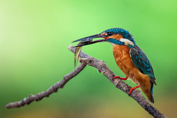 Image of common kingfisher (Alcedo atthis) hold the fish in the mouth and perched on a branch on nature background. Bird. Animals.