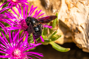 Butterffly and insects in a sunny day