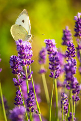 Butterffly and insects in a sunny day