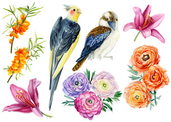 set of elements, tropical birds parrot, kookaburra, ranunculus flowers, lilies, branches of sea buckthorn berries, watercolor drawings on isolated background, hand drawing, clipart
