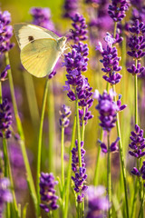 Butterffly and insects in a sunny day