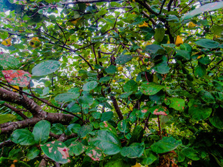 Hojas Árbol de Membrillo