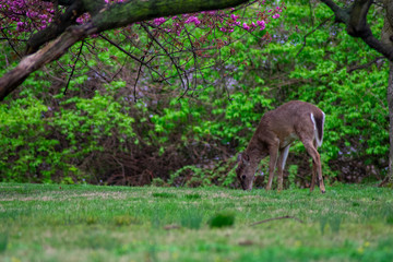 A Deer Eating Grass on the Ground