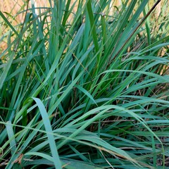 green grass background