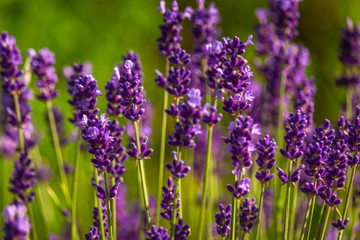 Butterffly and insects in a sunny day