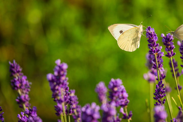 Butterffly and insects in a sunny day