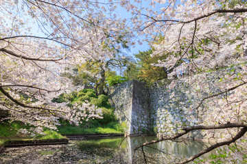 久留米城跡と桜　福岡県久留米市　Kurume Castle ruins and 
Cherry Blossoms Fukuoka Kurume city