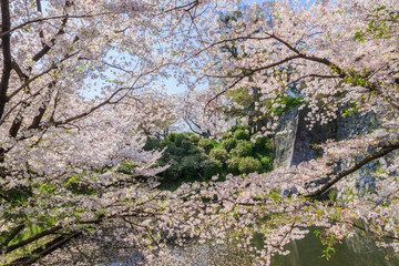 久留米城跡と桜　福岡県久留米市　Kurume Castle ruins and 
Cherry Blossoms Fukuoka Kurume city