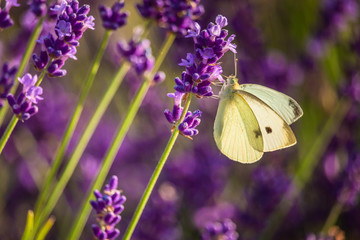 Butterffly and insects in a sunny day