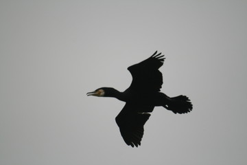 Fototapeta premium Pygmy cormorant (Microcarbo pygmaeus) on colony captured in Belarus