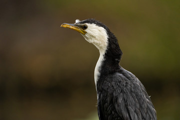 Little shag sitting on a fence