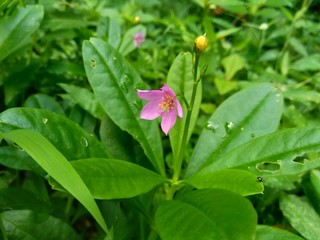 Talinum paniculatum (fame flower, Jewels of Opar, pink baby's breath, ginseng jawa) with natural background