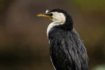 Little shag sitting on a fence