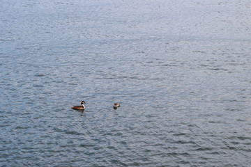 Grèbe huppé son jeune grèbe au cou rayé