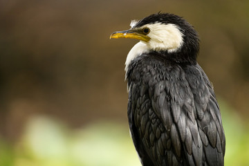 Obraz premium Little shag sitting on a fence