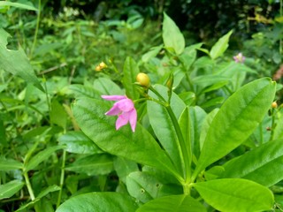 Talinum paniculatum (fame flower, Jewels of Opar, pink baby's breath, ginseng jawa) with natural background