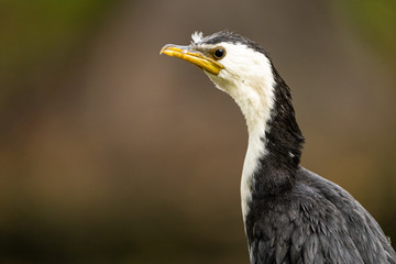 Little shag sitting on a fence