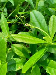 Talinum paniculatum (fame flower, Jewels of Opar, pink baby's breath, ginseng jawa) with natural background