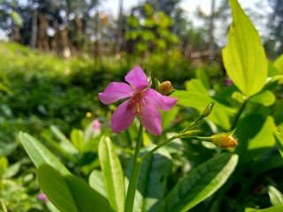 Talinum paniculatum (fame flower, Jewels of Opar, pink baby's breath, ginseng jawa) with natural background