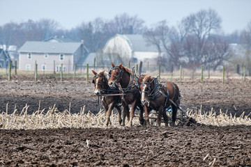 Amish Work Horse Team Plowing Field