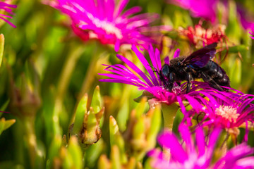 Butterffly and insects in a sunny day