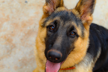 german shepherd dog
