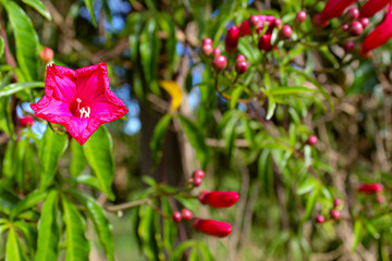 red tulips in spring