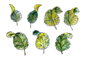 graphic black and white contour drawing set of tree leaves with patterned edges