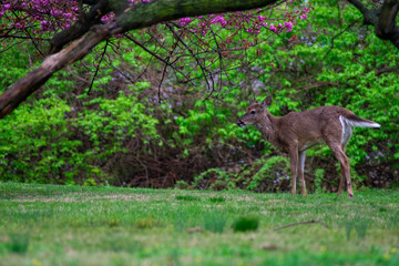 A Deer Next to a Large Cherry Blossom Tree