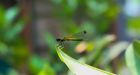 A beautiful little dragonfly on a leaf.
