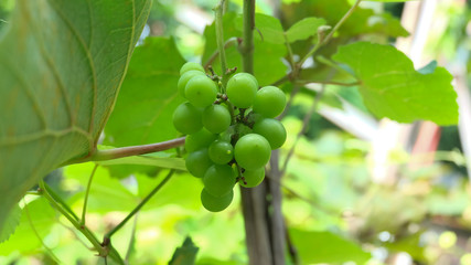 Beautiful fresh green grapes in the garden.