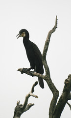 Pygmy cormorant (Microcarbo pygmaeus) on colony captured in Belarus