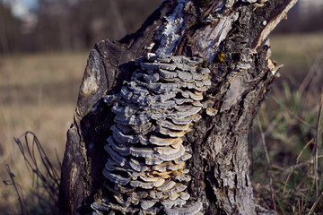 bracket fungus growing on tree bark