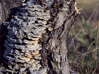 bark of a tree with bracket fungus