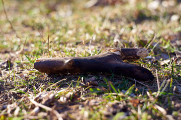 piece of wood on the grass