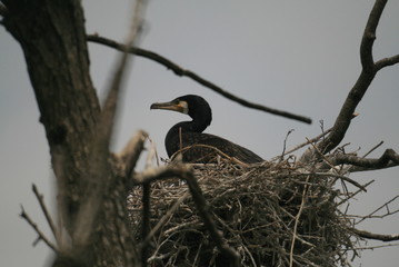 Pygmy cormorant (Microcarbo pygmaeus) on colony captured in Belarus
