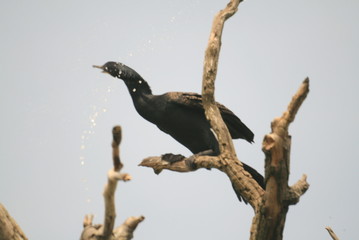 Pygmy cormorant (Microcarbo pygmaeus) on colony captured in Belarus