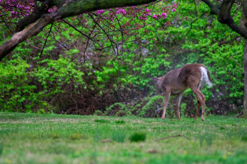 A Deer Shaking Water Off Its Coat