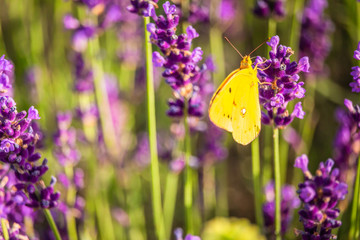 Butterffly and insects in a sunny day