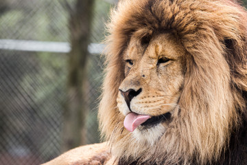 portrait of a male lion