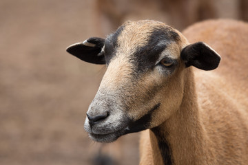 Obraz premium portrait of a goat