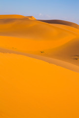 Fototapeta na wymiar Vertical view of golden light in the desert in Merzouga, Morocco 