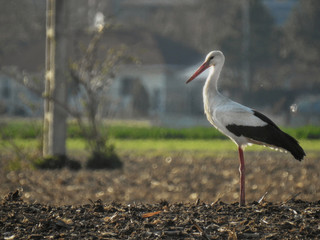 white stork on the beach
