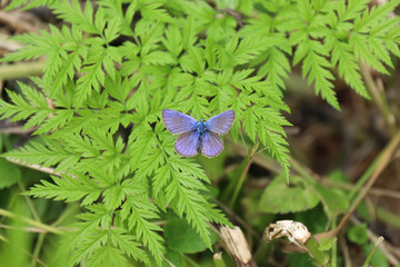 little butterfly lycaena sits on a leaf