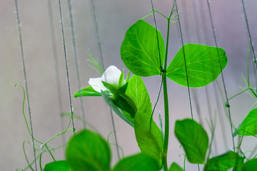 The stems and flowers of a pea plant close-up. Thin curly stalk of young peas.