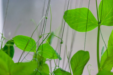 The stems and flowers of a pea plant close-up. Thin curly stalk of young peas.