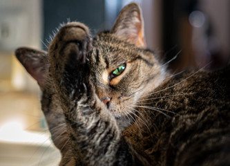 Le chat
