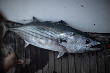 Bonito fished in Baja California
