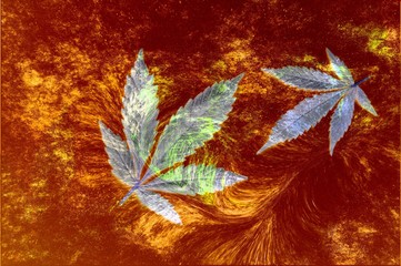 Cannabis leaves on colorful background