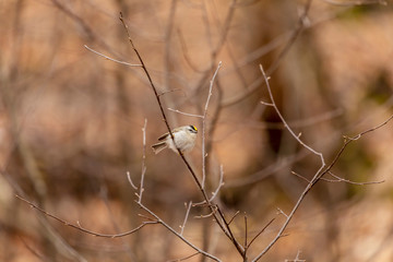 Golden - crowned Kinglet in spring forest.The golden-crowned kinglet is a very small american songbird